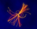 immagine del Bosone di Higgs