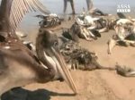 Pellicani e delfini morti in Perù